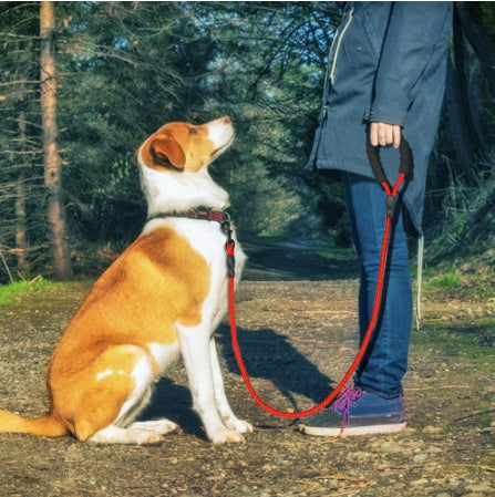 Nylon Dog Leash for Walking & Training